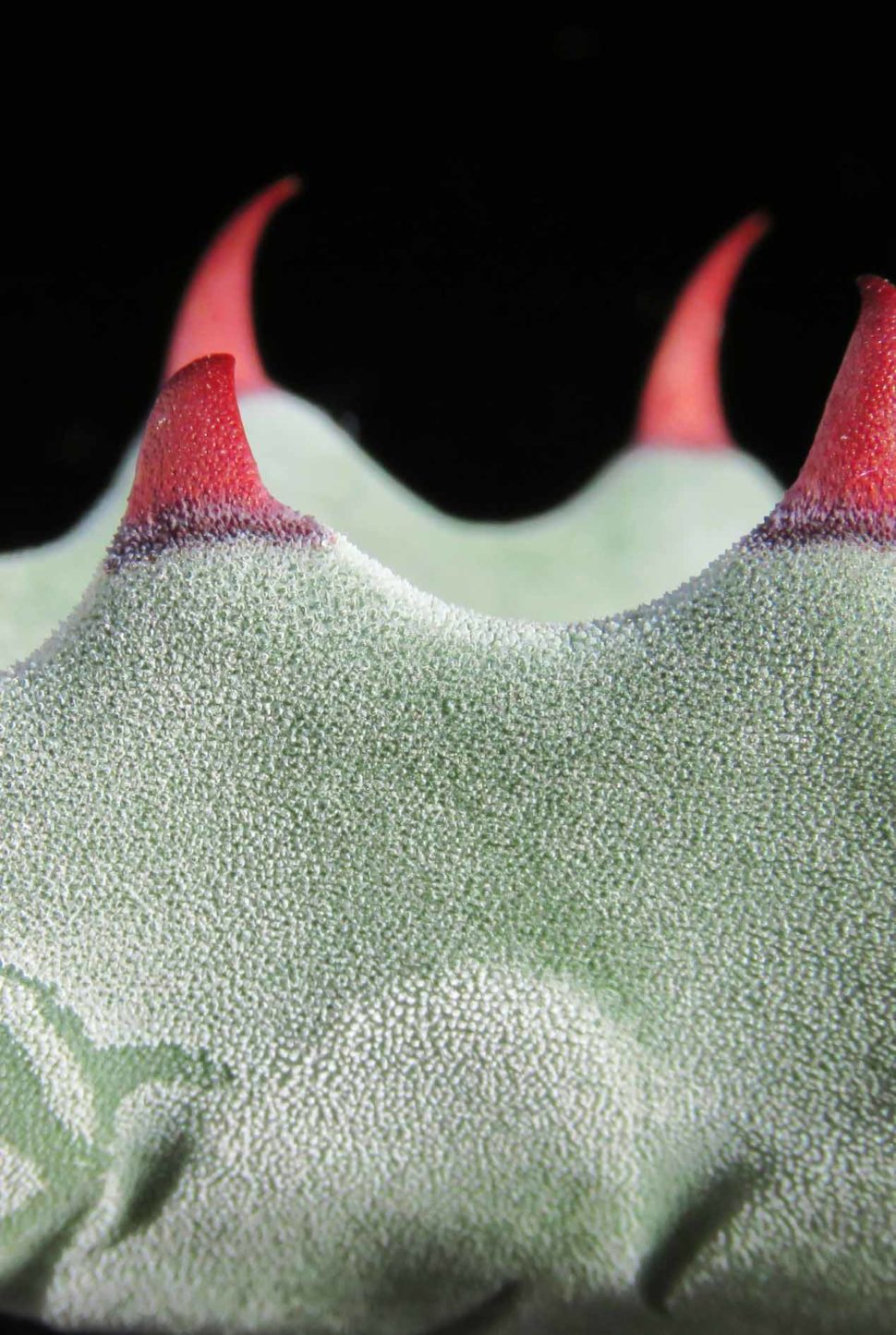 Agave zebra