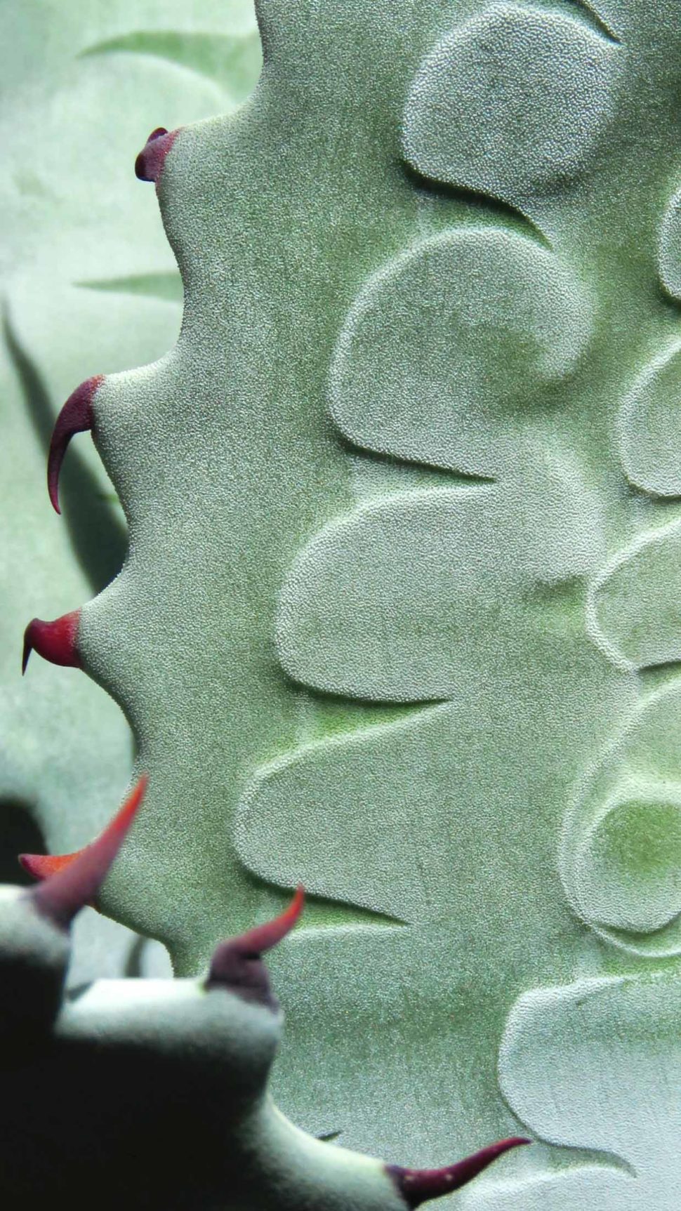 Agave zebra