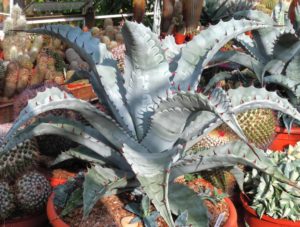 Одна из моих любимых агав — Agave zebra