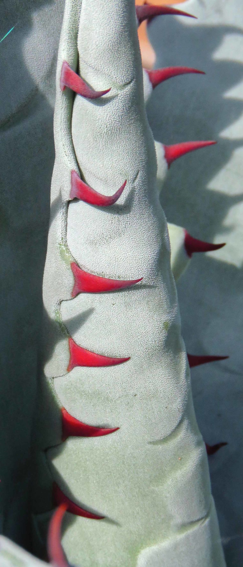 Agave zebra