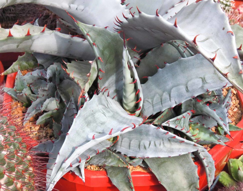 Agave zebra