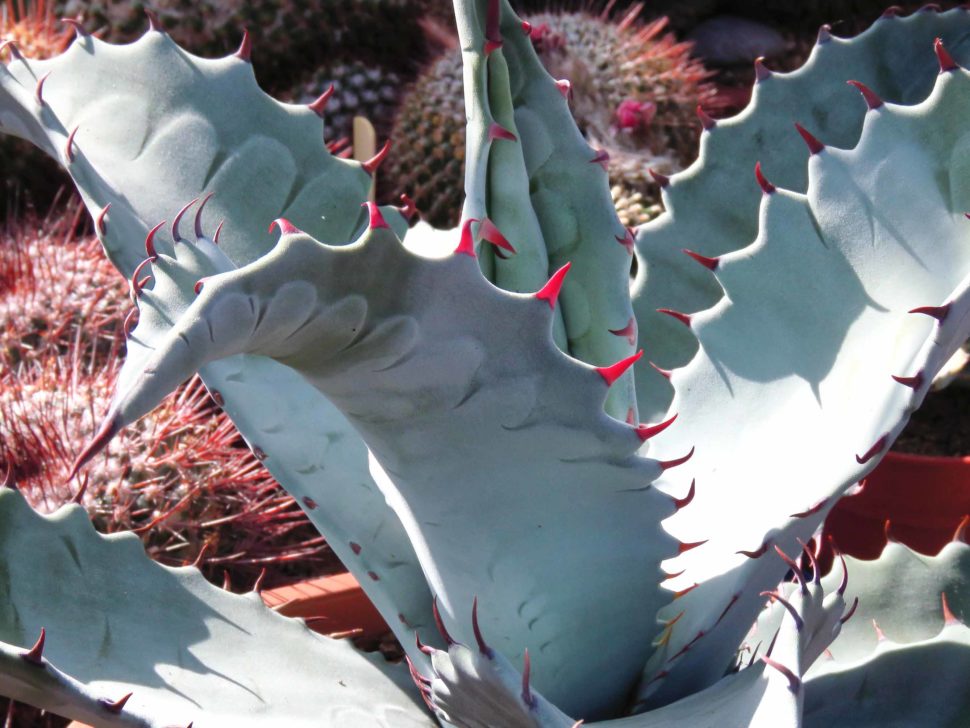 Agave zebra