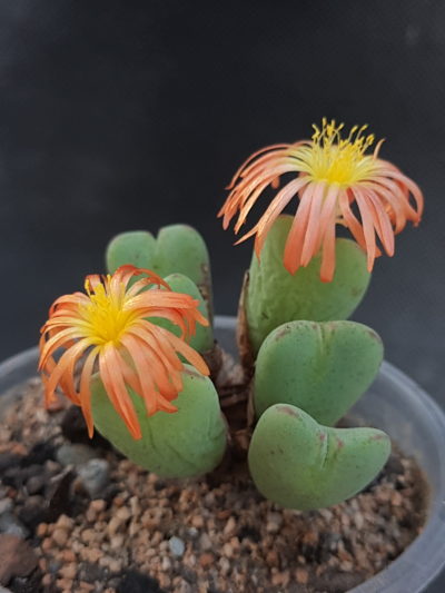 Conophytum frutescens