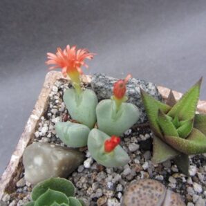 Conophytum frutescens | 30