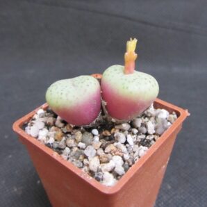 Conophytum giftbergense