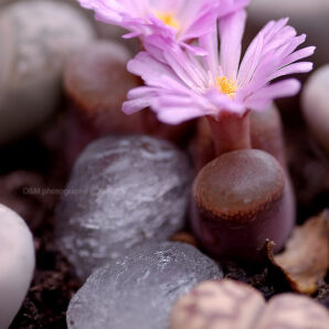 Ophthalmophyllum praesectum | 25