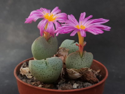 Conophytum taylorianum ssp. ernianum