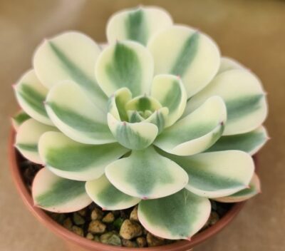 ECHEVERIA "Compton Carousel"