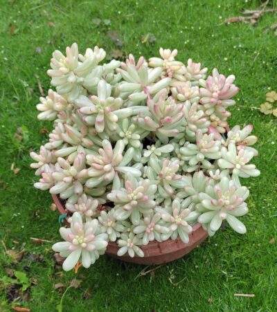 Sedum Rubrotinctum Aurora - Зображення 2