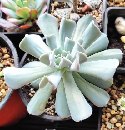 Echeveria Topsy Turvy - Зображення 2