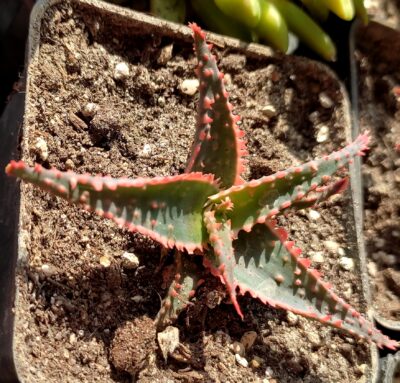 aloe Crismas keroll - Зображення 2
