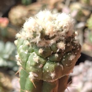 Astrophytum asterias Kikko | 6