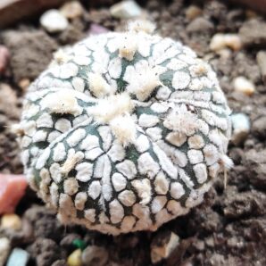 Аstrophytum super kabuto | 6