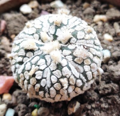 Аstrophytum super kabuto