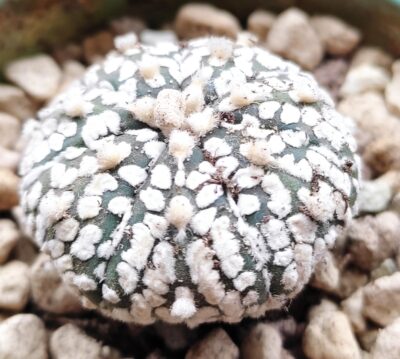 Аstrophytum super kabuto