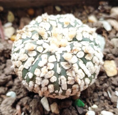 Аstrophytum super kabuto