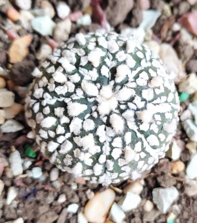 Аstrophytum super kabuto
