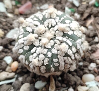 Аstrophytum super kabuto