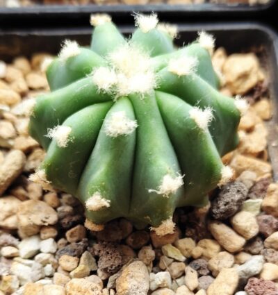 ferocactus glaucescens f. inermis - Зображення 2