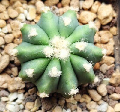 ferocactus glaucescens f. inermis - Зображення 3