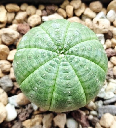 Euphorbia obesa