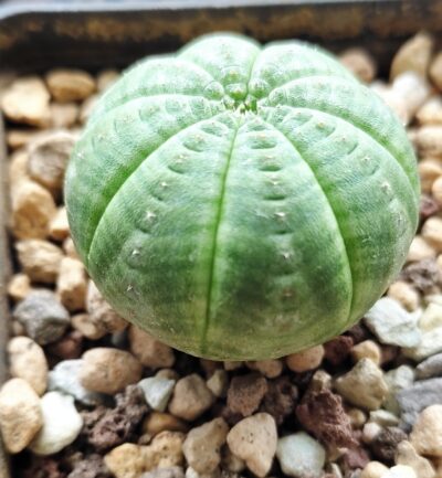 Euphorbia obesa - Зображення 2