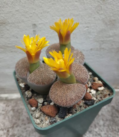Lithops lesliei mariae