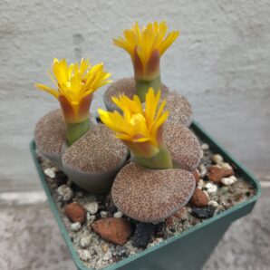 Lithops lesliei mariae | 64