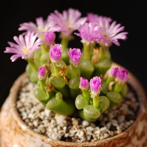 Ophthalmophyllum pubescens | 77