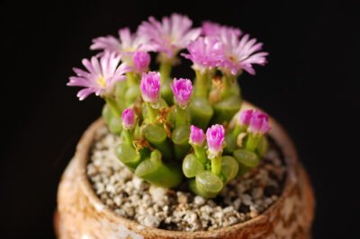 Ophthalmophyllum pubescens