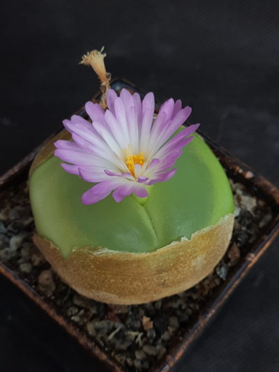 Conophytum ratum семена