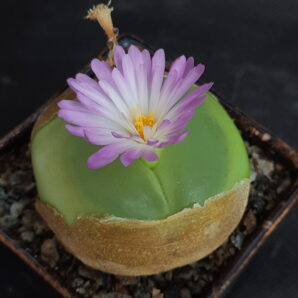 Conophytum ratum семена