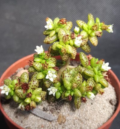 Crassula humbertii