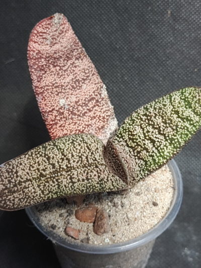 Gasteria batesiana Barberton (кофейная)