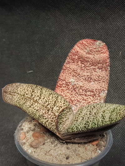 Gasteria batesiana Barberton (кофейная) - Зображення 2