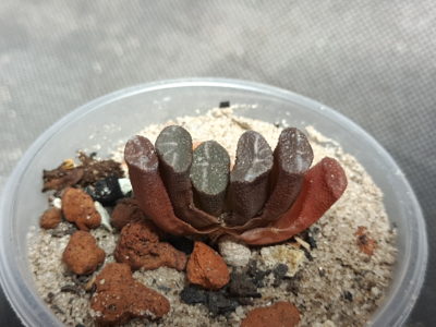 Haworthia truncata