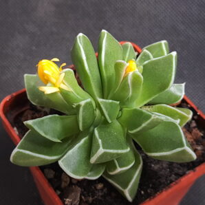 Faucaria bosscheana | 45