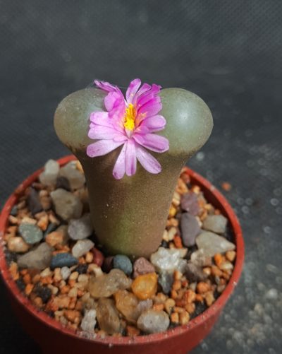 Conophytum praesectum