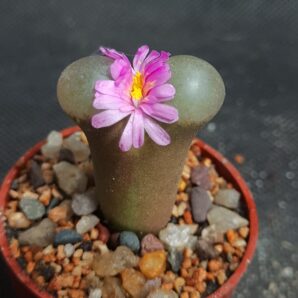 Conophytum praesectum