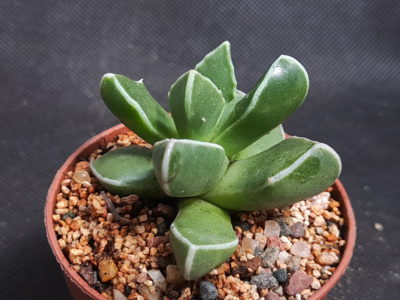 Faucaria bosscheana