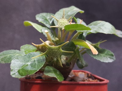 Dorstenia foetida