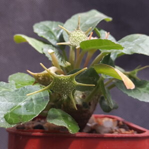 Dorstenia foetida | 2