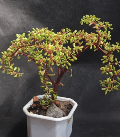 Pilea nipensis