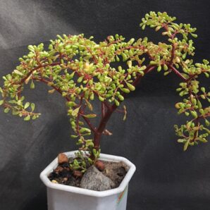 Pilea nipensis | 85
