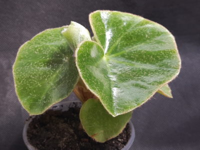 Begonia venosa