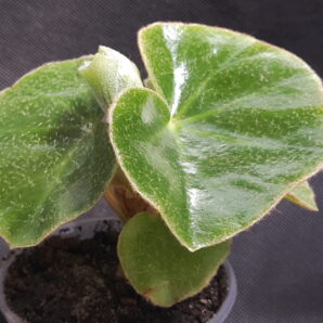 Begonia venosa | 14