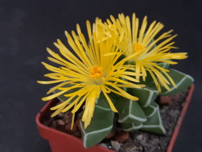 Faucaria bosscheana