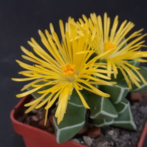 Faucaria bosscheana | 46