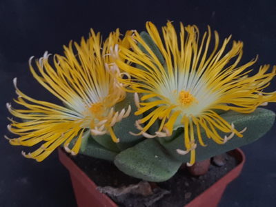 Pleiospilos bolusii