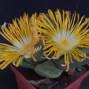 Pleiospilos bolusii | 85